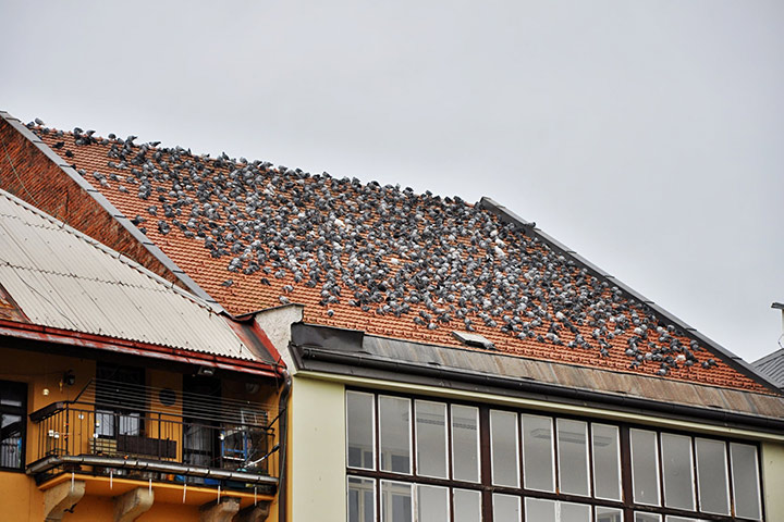 A2B Pest Control are able to install spikes to deter birds from roofs in Haverhill. 