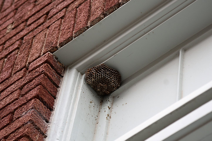 We provide a wasp nest removal service for domestic and commercial properties in Haverhill.